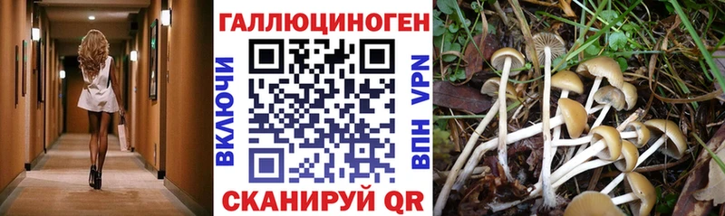 Купить Мценск Псилоцибиновые грибы Psilocybe